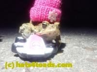 /home//u458753944/public_html/sourcegallery////////Roxborough Toad Detour/2024/2024-04-14/P4141377.JPG